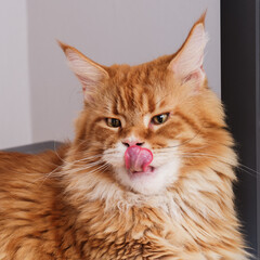 A red maine coon cat licking its nose
