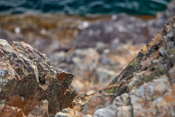 Lichen Crust on Rocks close-up
