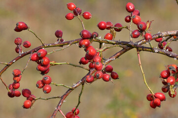 Fototapeta na wymiar Berries ripen on the branch of a dog rose bush