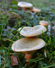 Lactarius deliciosus mushrooms grow in the forest
