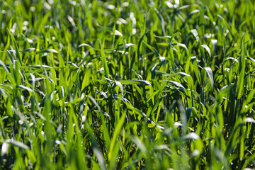 Fototapeta premium New, young wheat crop growing in field during late spring