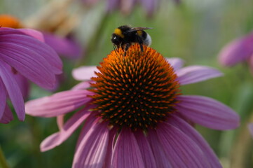 bee on a flower