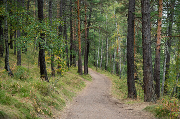 Fototapeta premium Walking path in the forest