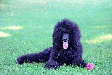 black poodle puppy