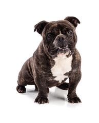 Obraz premium Portrait of an american bully dog