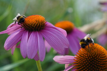 bee on a flower