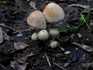 mushrooms in the forest