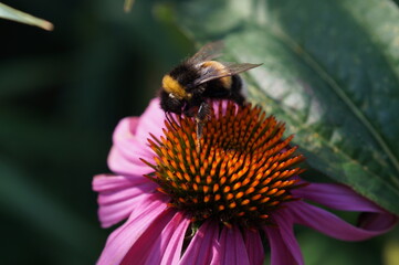 bee on a flower