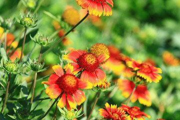 view of blooming Firewheel flowers,close-up of yellow with red flowers blooming in the garden
