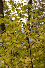 Fall colored leaves on tree branch