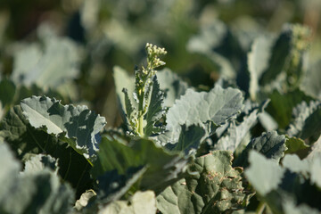 Bolting-stage canola (rapeseed) plant close-up before flowers bloom