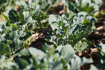 Closeup of canola (rapeseed) plants in early spring