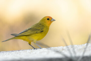 Canário da terra, Sicalis flaveola. The canary of the land Scalis flaveola, is also known as the canary of the garden, canary of the tile.