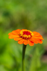 Bright orange zinnia flower. Gardening and floriculture. Selective focus