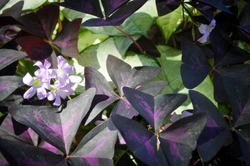 Purple oxalis in bloom