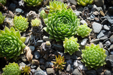 Hens and Chicks spiral succulent