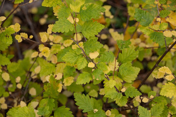 Fall colored leaves on tree branch
