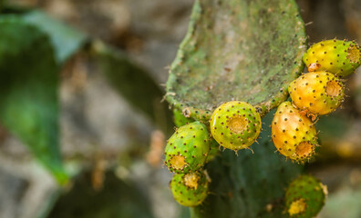 Lots of cacti growing up and down the wall.