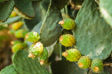 Lots of cacti growing up and down the wall.