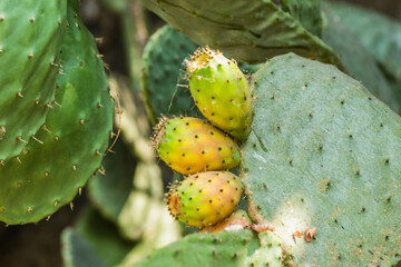 Lots of cacti growing up and down the wall.