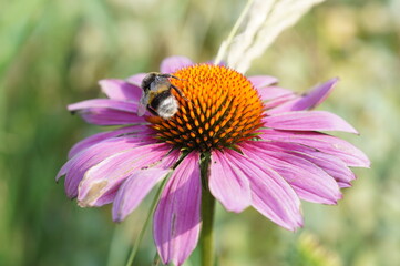 bee on a flower