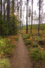 Fototapeta na wymiar Hiking trail in the Fall forest