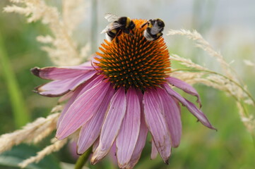 bee on a flower