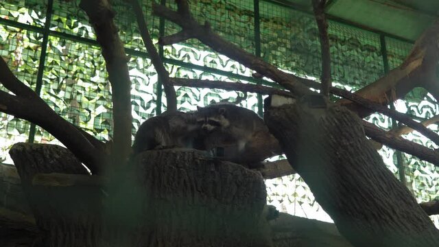 Two Cute Raccoon Enots Lie Hugging on Tree in Large Aviary. Children Watching Animals Have Fun Spend Time on Safari. Happy Family Visit Wild and Domestic Pets. People Walk in Zoo Park. Nature concept