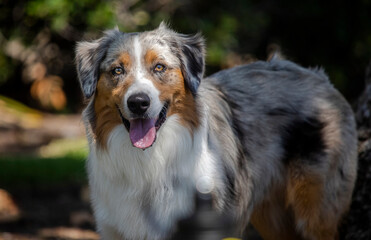 Close up of Austrialian Shepherd