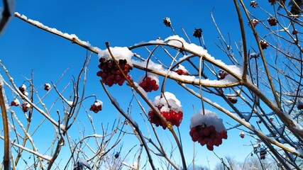 hoarfrost on a branch. Snow on viburnum berries. Red viburnum in winter, Useful berry. - 453931672