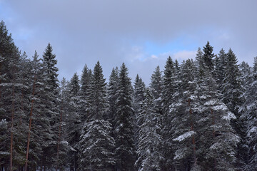 spruce tops covered with snow