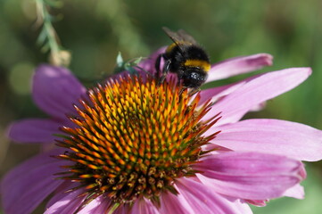 bee on a flower