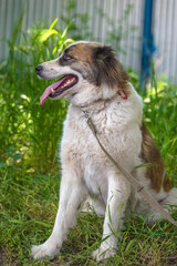 white with brown alabai on green grass background