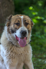 white with brown large alabai summer background