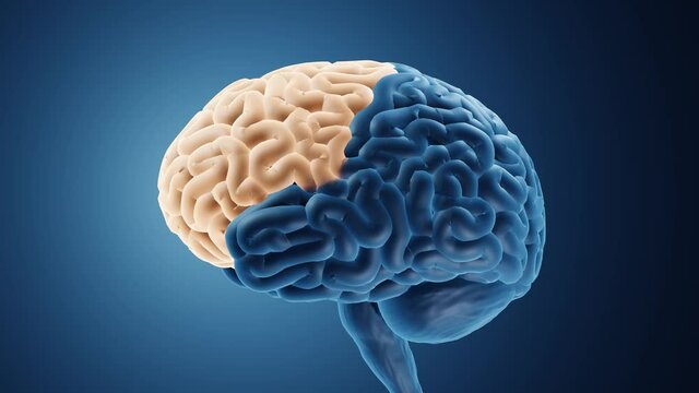 Frontal lobe is important for cognitive functions and control of voluntary movement	