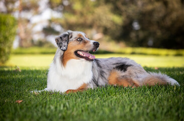 Austrailian Shepherd posing for a portrait at a park