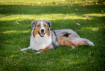Austrailian Shepherd posing for a portrait at a park