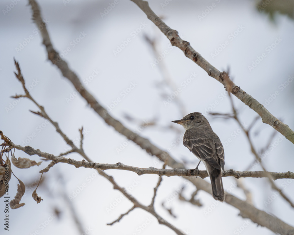 Poster closeup shot of a sparrow perched on a dry branch of a tree