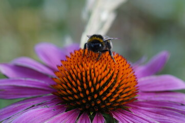 bee on a flower