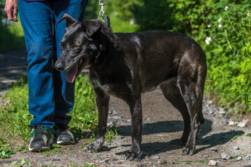 black dog mongrel on a leash in summer