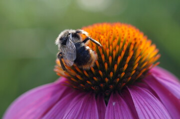 bee on flower