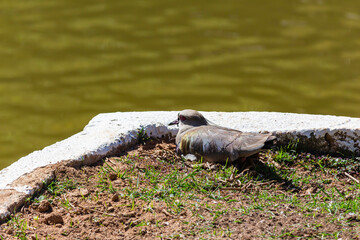 Tired Pidgeon or Nest Takecare