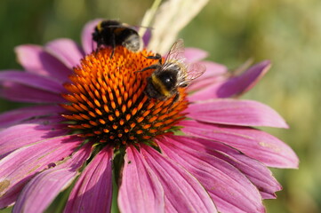 bee on flower