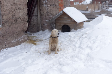 dog in winter on a chain outside in  snow