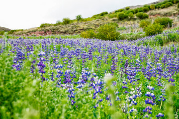 Andean field of flowers