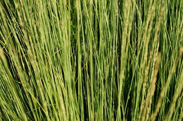 green grass background