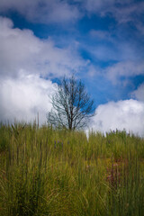 Obraz na płótnie Canvas Árbol solitario - árbol seco - árbol enfocado - árbol encuadrado en medio de la foto - paisaje con un árbol seco y nubes