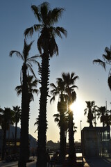 Palmeras al atardecer