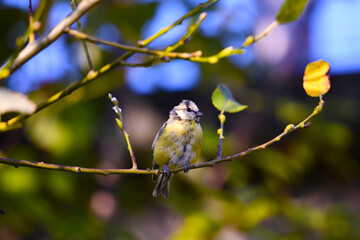 Titmouse blue tit (lat.Cyanistes caeruleus). A small songbird sits on a tree branch, illuminated by the rays of the sun.