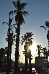 Palmeras al atardecer